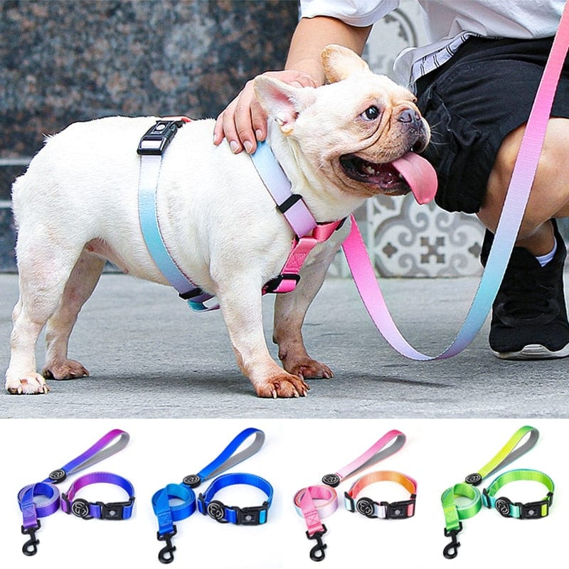 Designer Dog Collar Leash - east2cart.uk