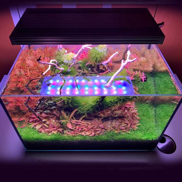 Fish Tank LED Lighting